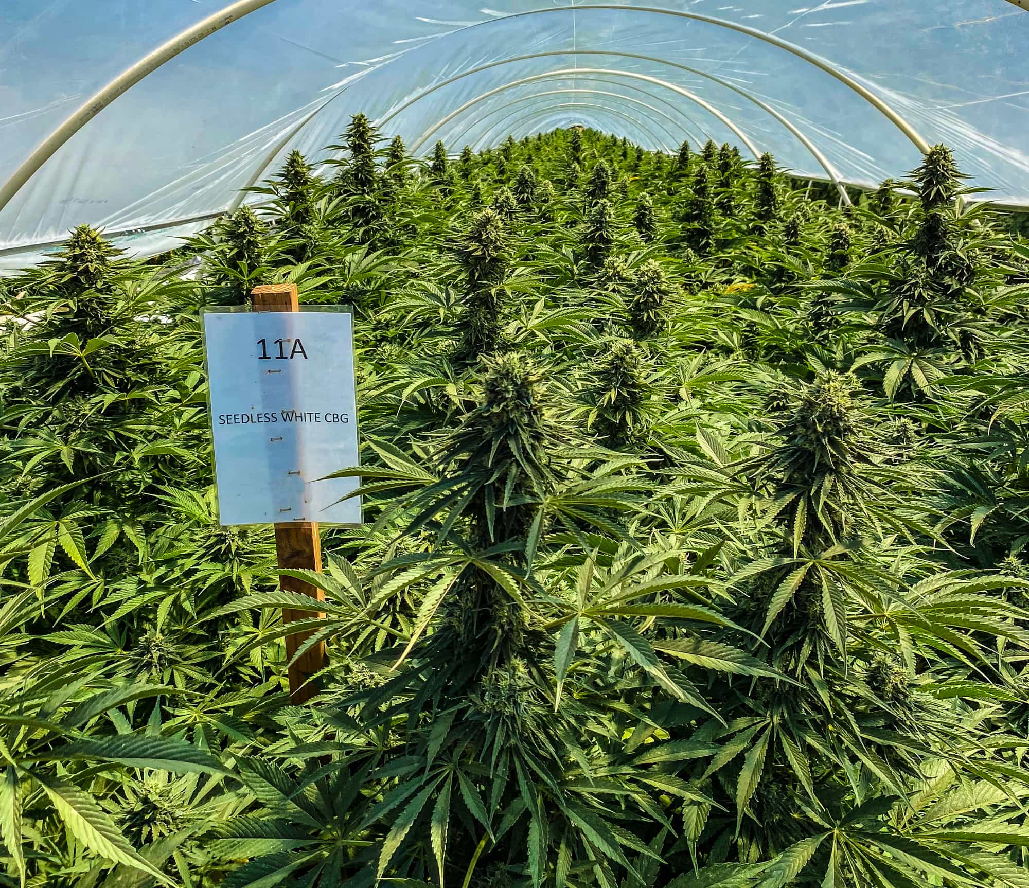 CBG: A Lot More Than The Mother Of All Cannabinoids - GTR Seeds