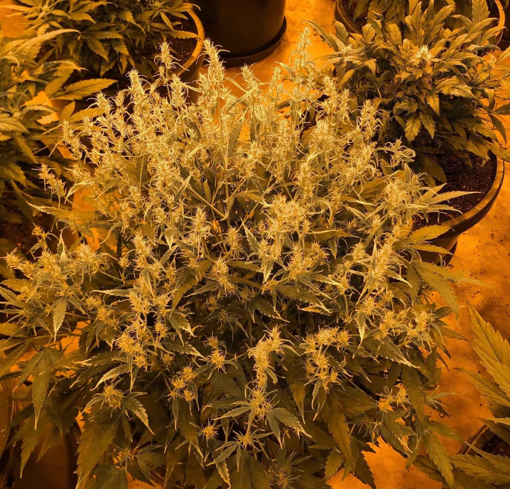 Common Cannabis Mutations - GTR Seeds