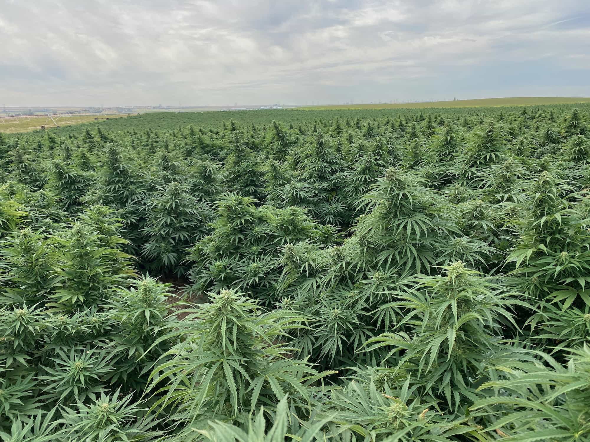 Direct Sow Cannabis Seed Planting - GTR Seeds