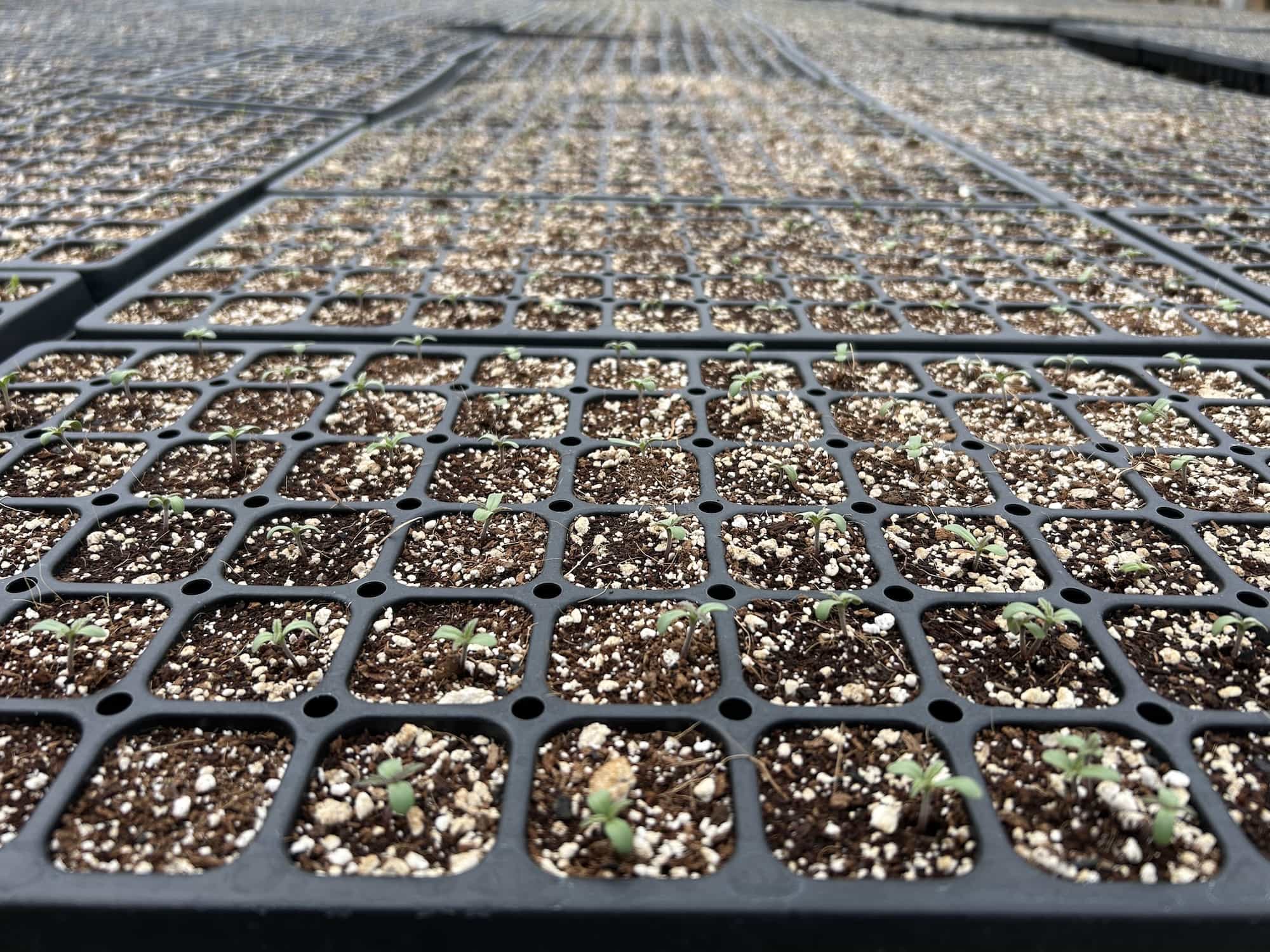 Keep It Simple, Start Seeds In Soil! - GTR Seeds