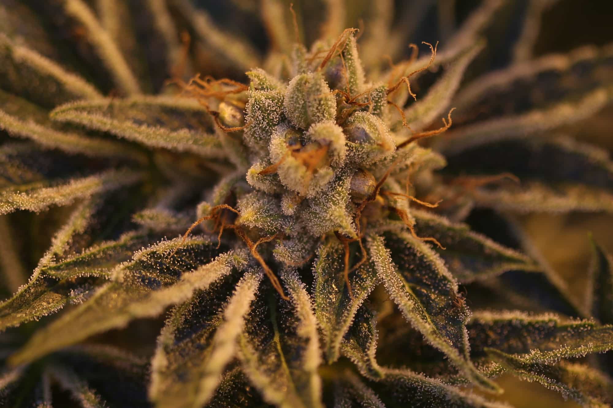 The Basics of Breeding CBG Seeds - GTR Seeds