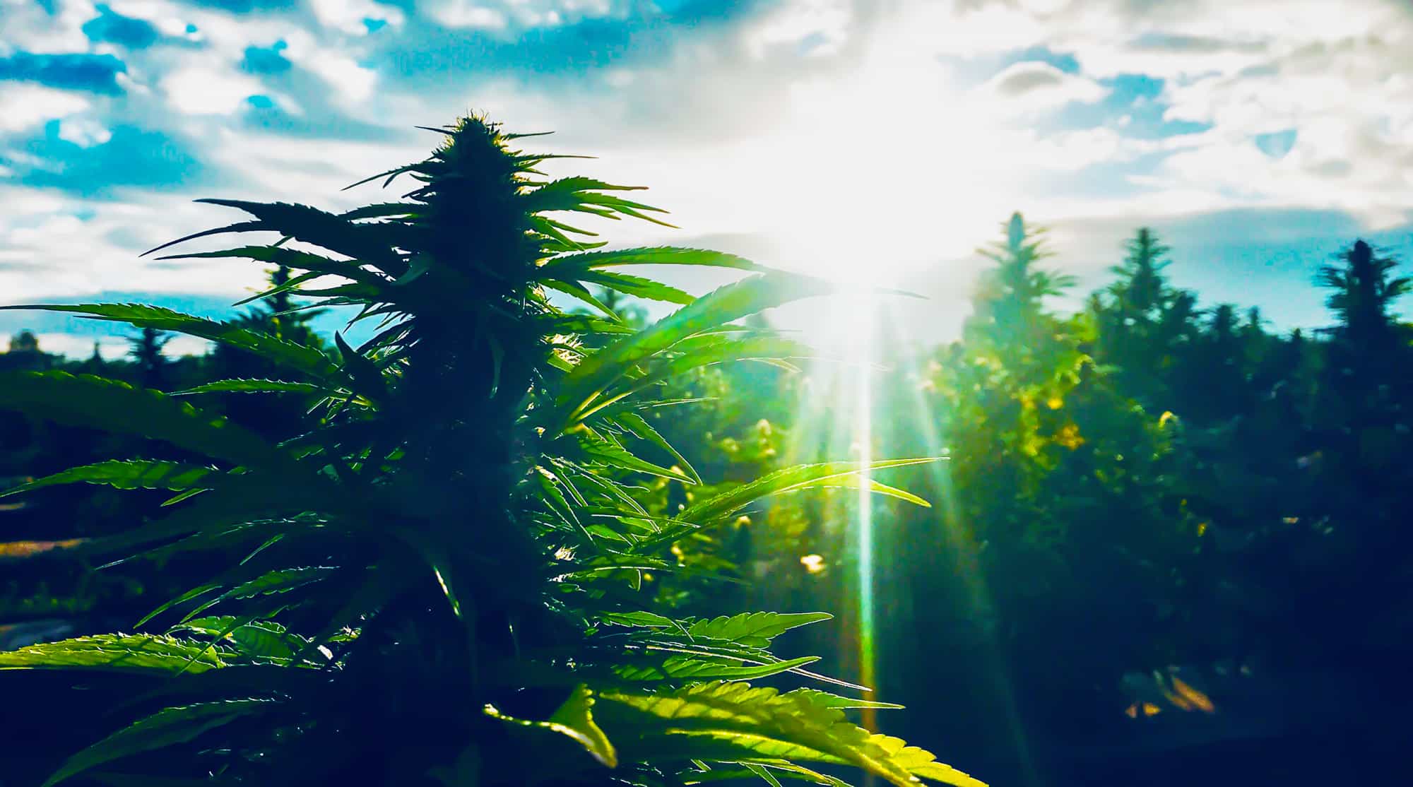 The Potentials of CBD: Plant Medicine - GTR Seeds