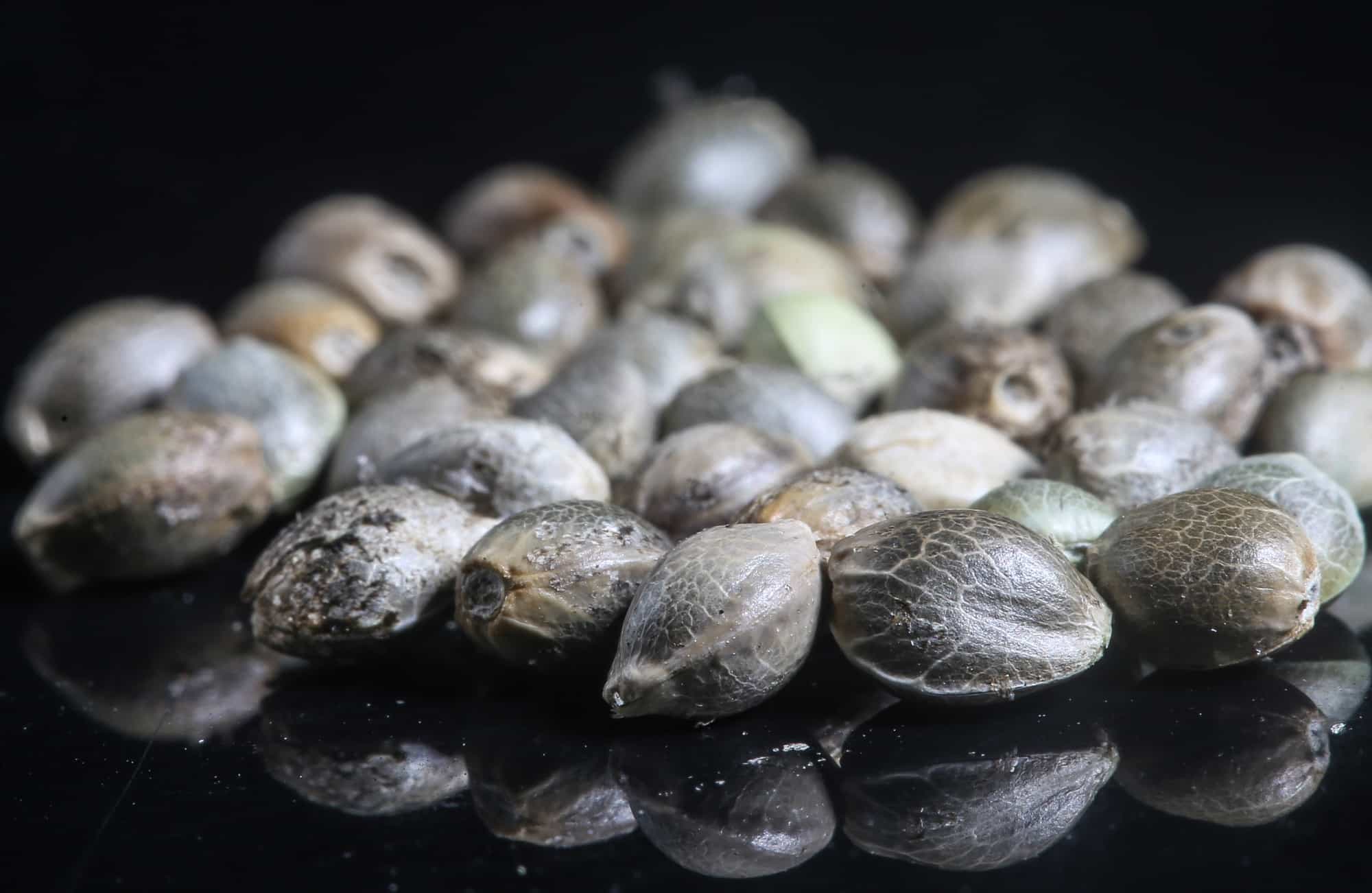The Ultimate Guide to High CBD Seeds: Benefits, Uses, and How to Choose the Best - GTR Seeds