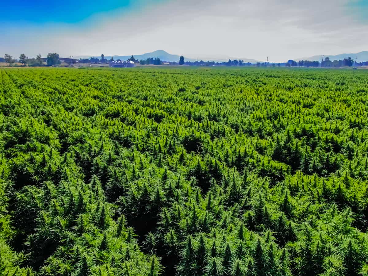 Understanding F1 Cannabis Seeds: A Guide to Superior Genetics - GTR Seeds