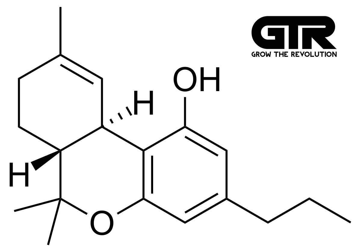 What are the Potentials of THCV? - GTR Seeds