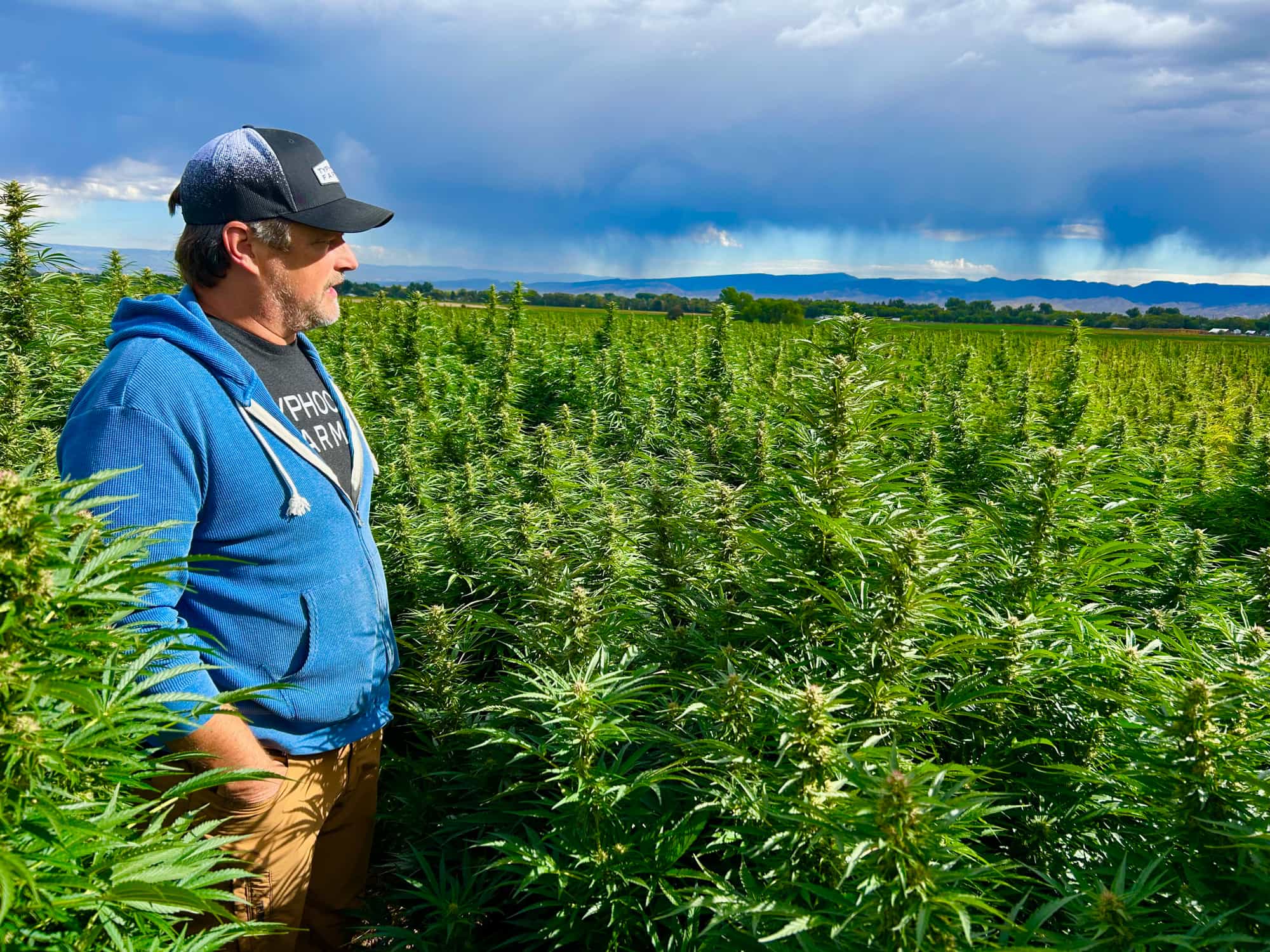 Will Hemp Save the Farm? - GTR Seeds