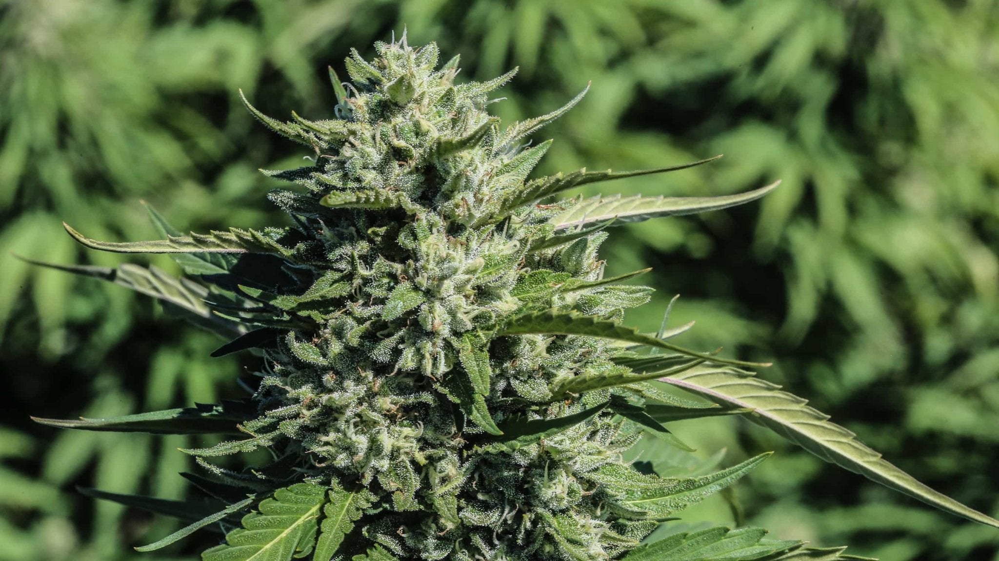 A very large, frosty White CBG flower grown from Oregon CBD's high CBG seeds.