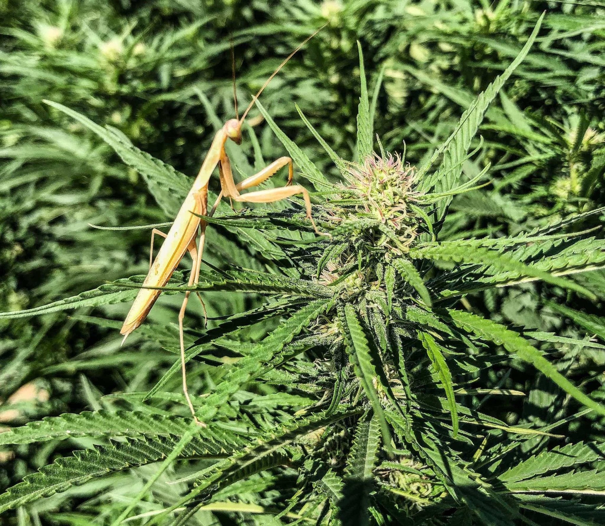 A praying mantis on a CBD flower.