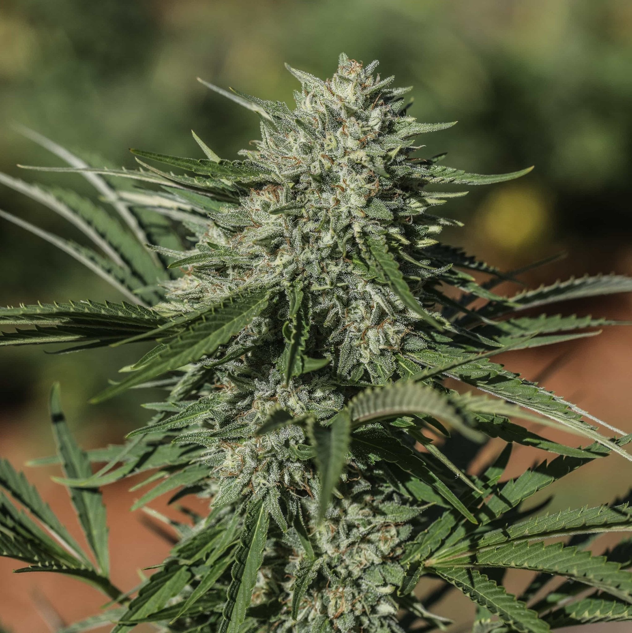 A very low THC high CBG flower, part of GTR Seeds EU Compliant Hemp Varieties collection.