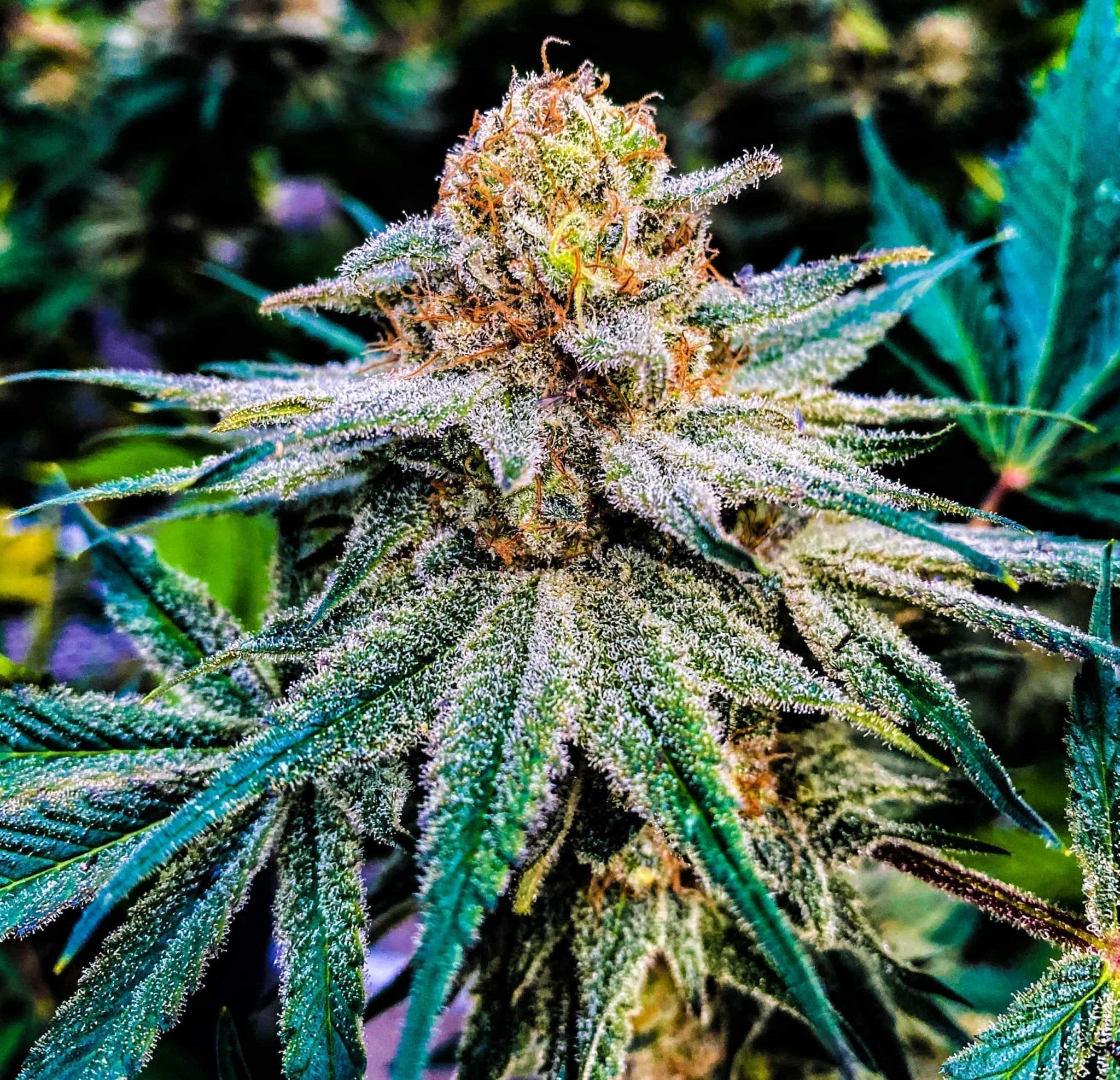 An incredibly frosty Sour Lifter flower grown from high CBD seeds outdoors..