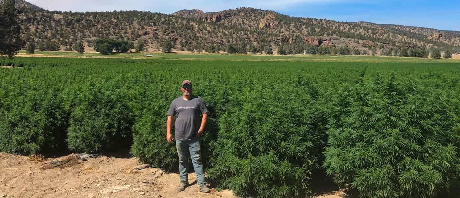 A field of Lifter high CBD plants grown from seed.