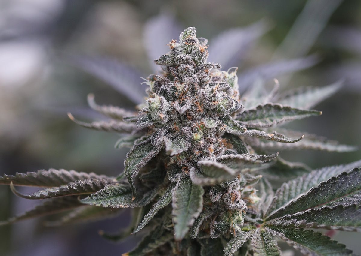 A large THC rich marijuana flower growing from seeds indoors.