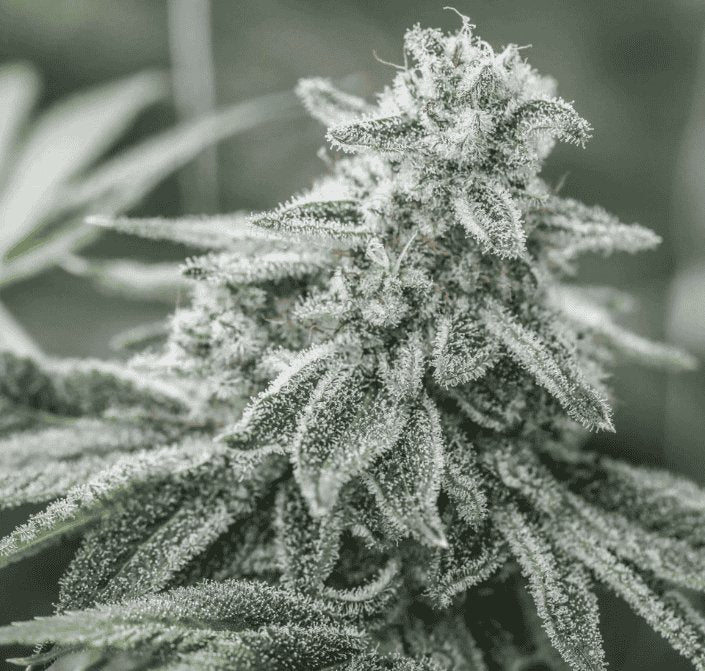 THCV Seeds - GTR Seeds