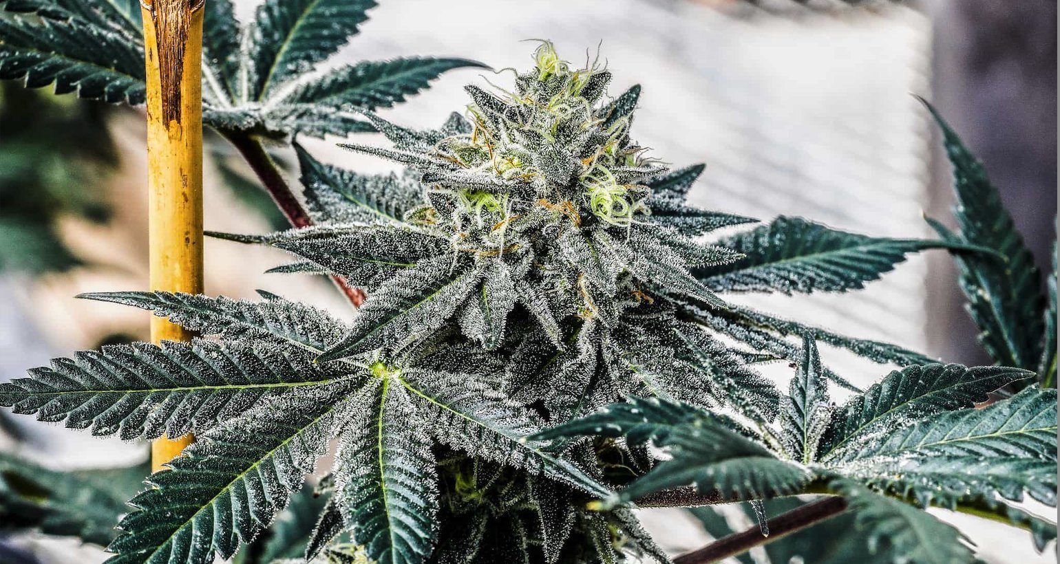 An incredibly trichome covered and frosty flower grown from NOX Cookies triploid THC Seeds.