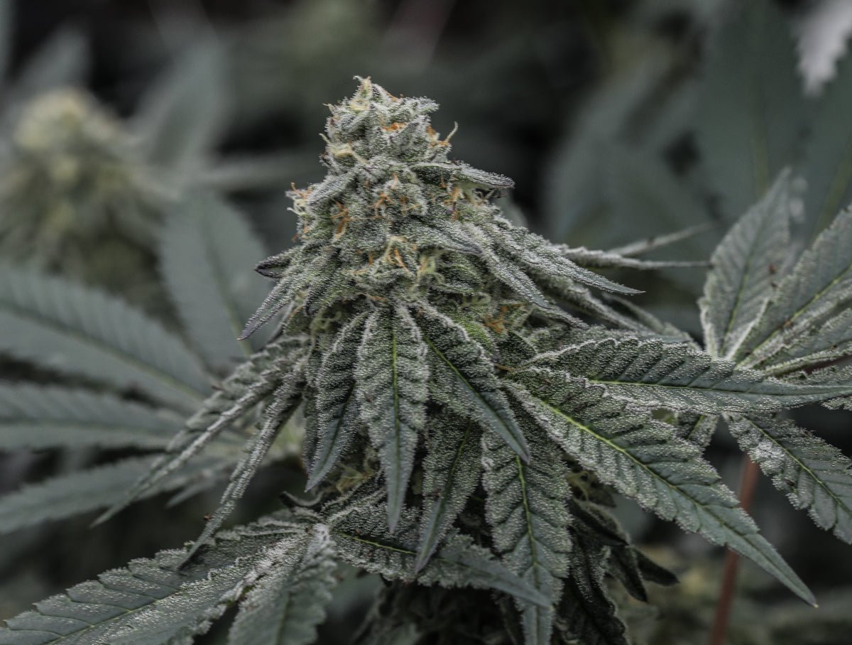 Triploid THC Seeds - GTR Seeds