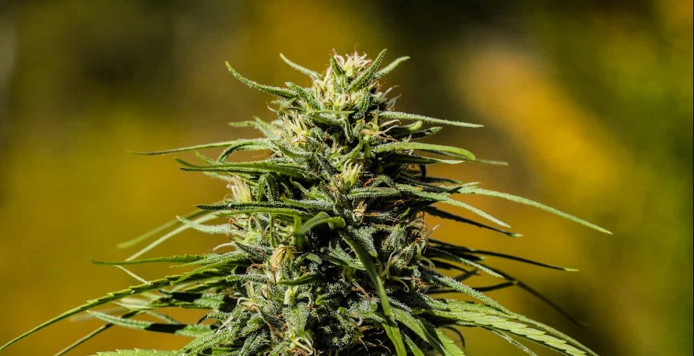 Varin Rich Seeds - GTR Seeds