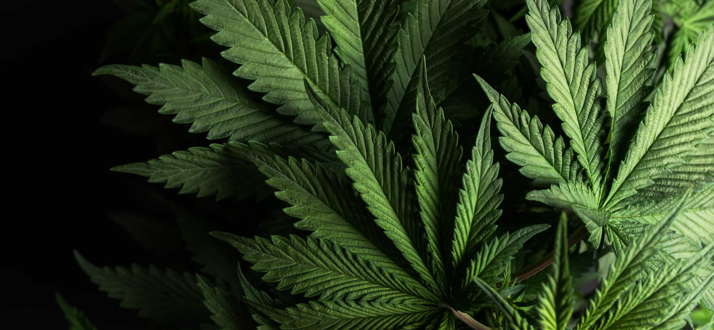 Iridescent green cannabis leaves on a high cbd plant grown from GTR Seeds.