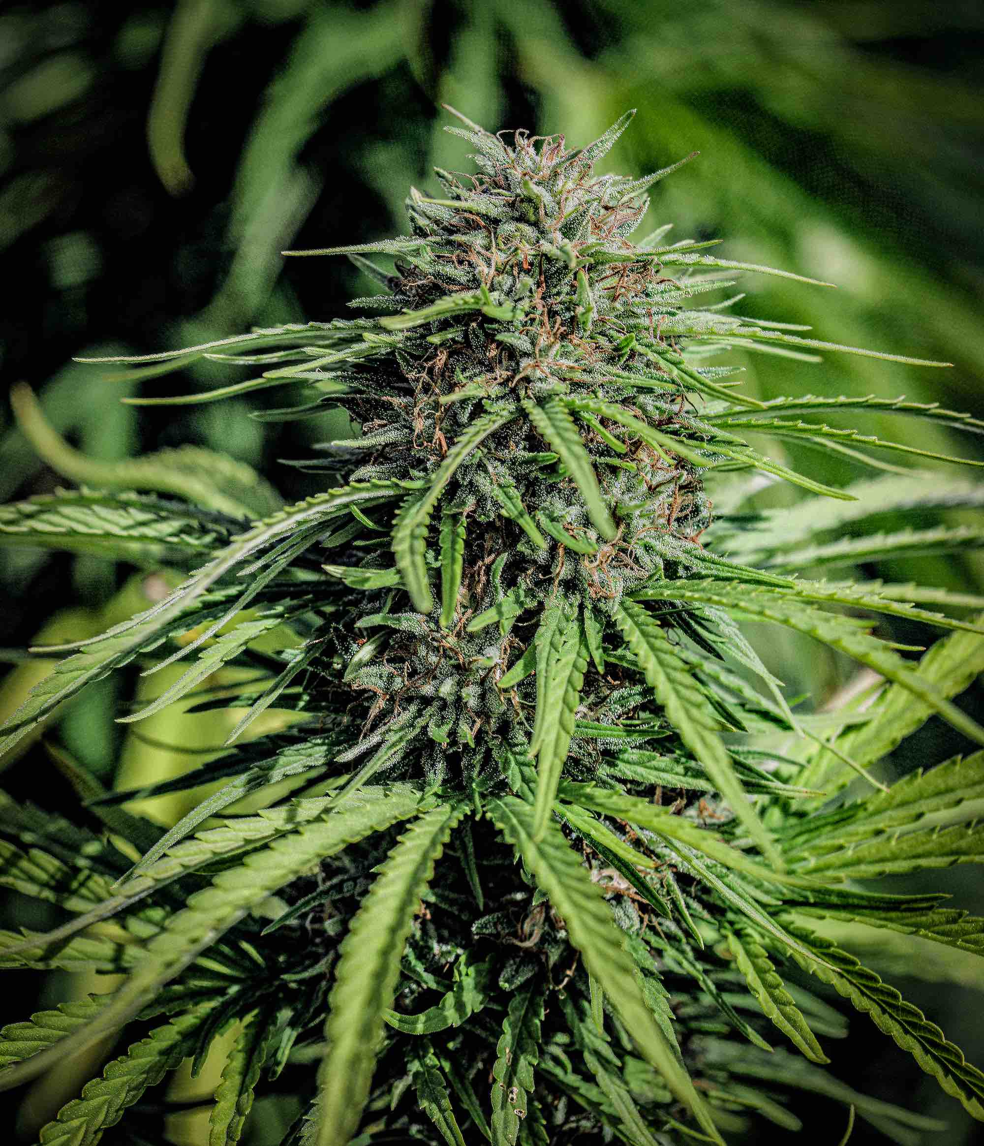 A pink haired Forbidden V Seedless CBDV plant shimmers in the afternoon sunlight.