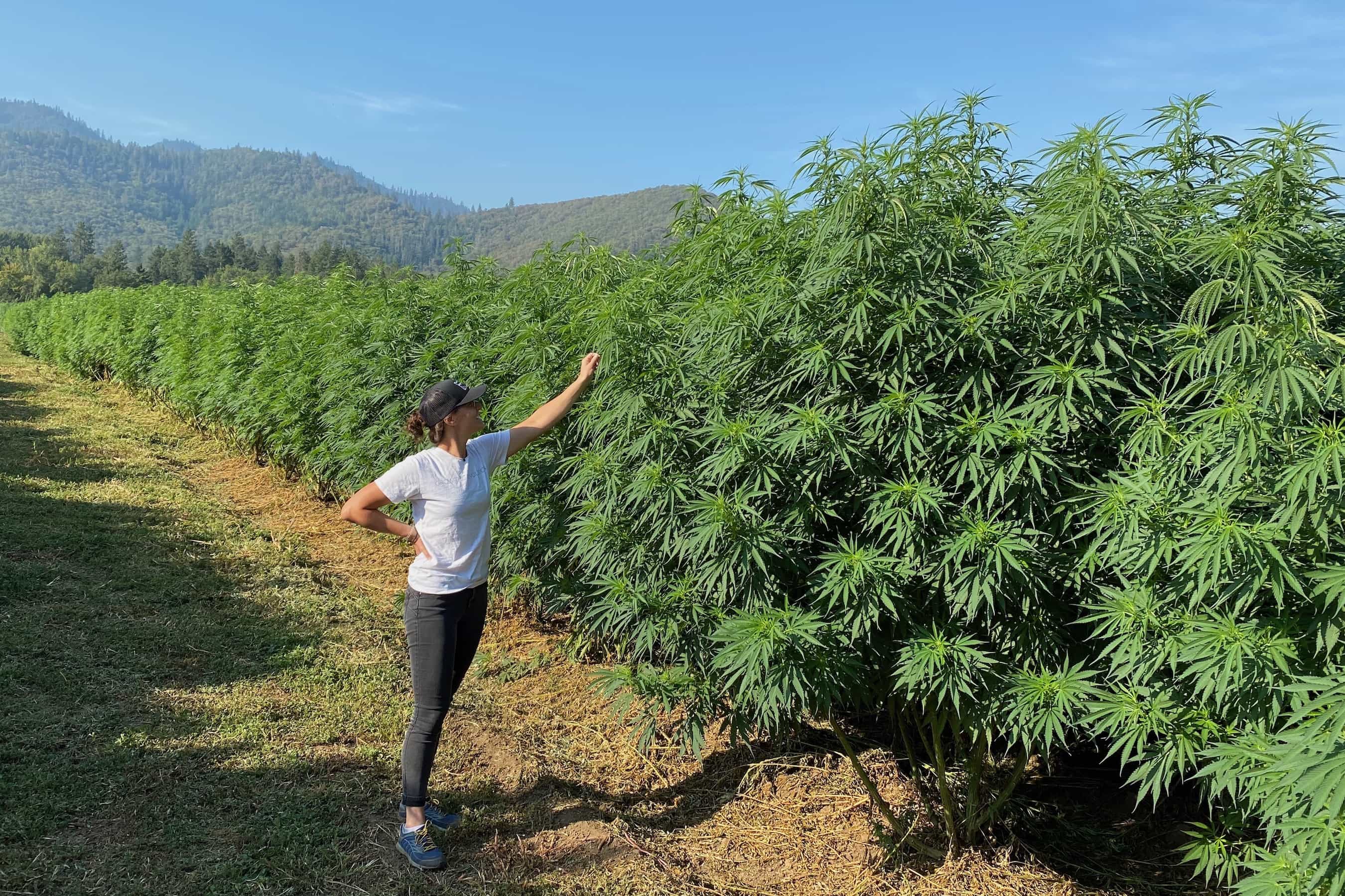 Massive cannabis plants dwarf a woman at a field grown from triploid high CBD Lifter seeds.