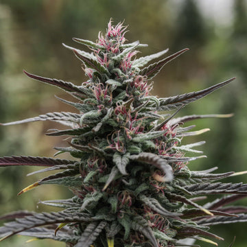 Frosty pink flowers on a Spiked PIneCone Seedless triploid 1:1 cannabis seed variety.