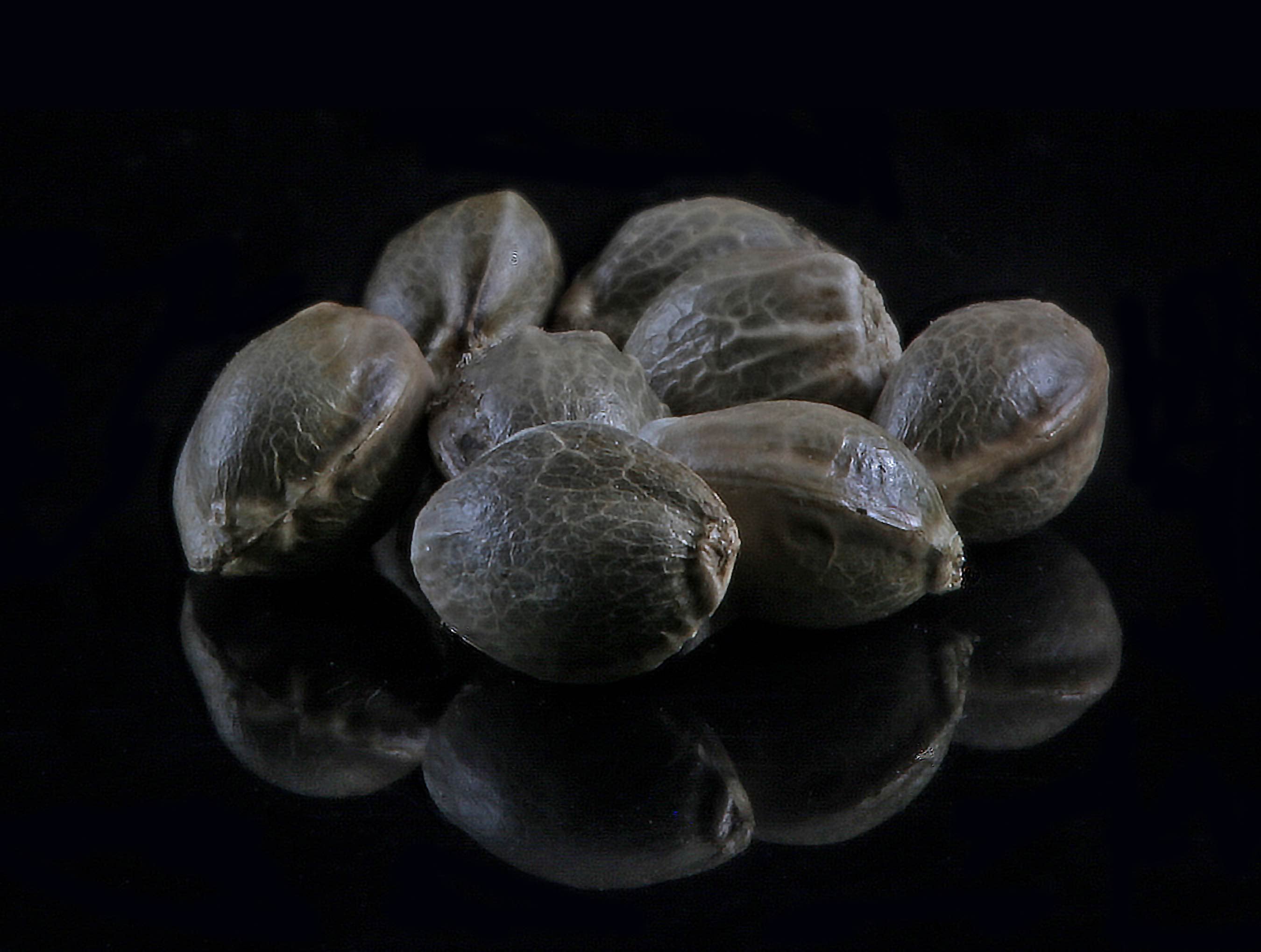 Tiger striped Hawaiian Haze seeds sit on a glass plate at GTR Seeds.