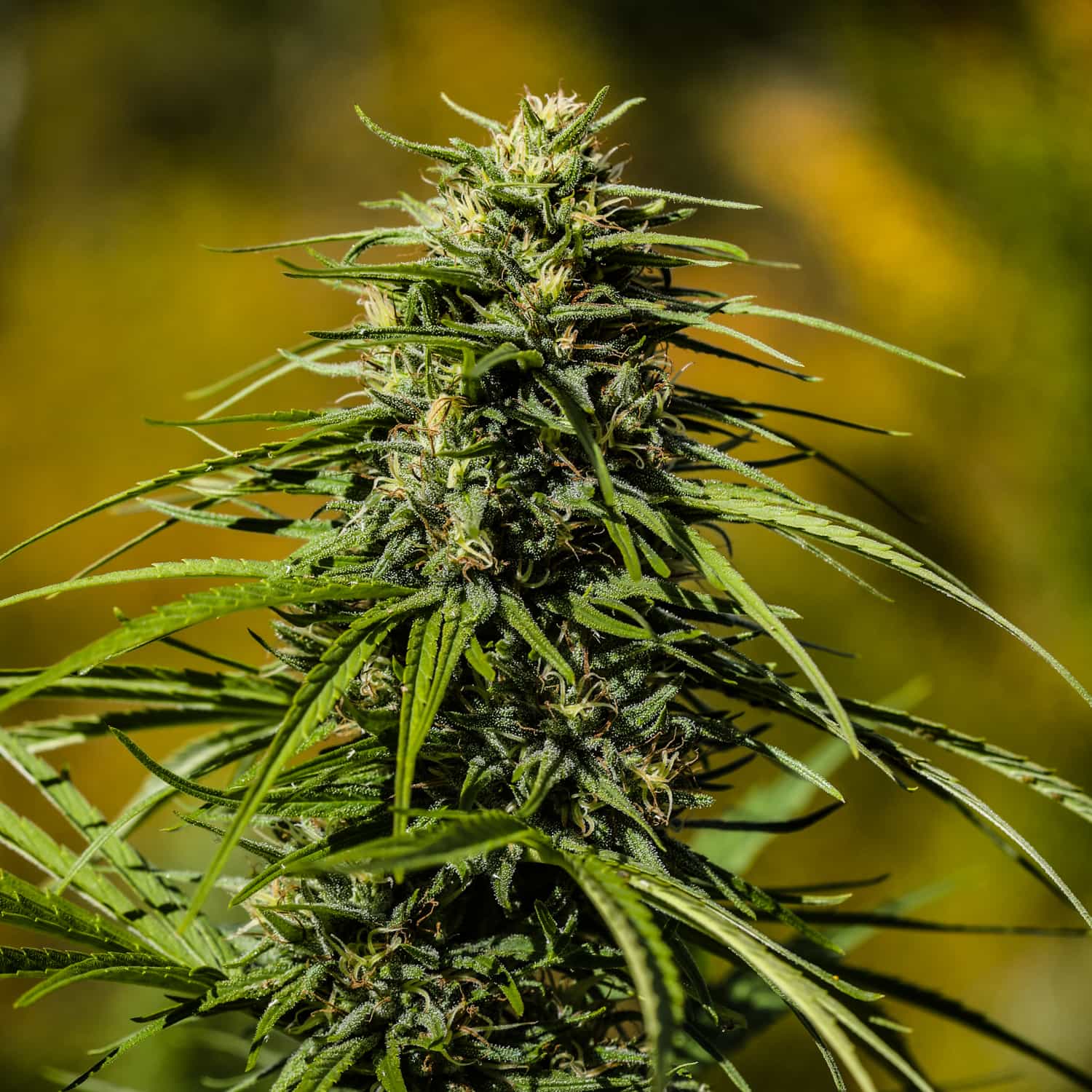 Large, dense, THCV rich flowers on Auto Skunk THCV seeds. Large colas make this THCV strain standout in the sunlight.