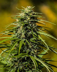 Large, dense, THCV rich flowers on Auto Skunk THCV seeds. Large colas make this THCV strain standout in the sunlight.