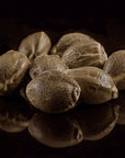 Auto Skunk THCV - GTR Seeds