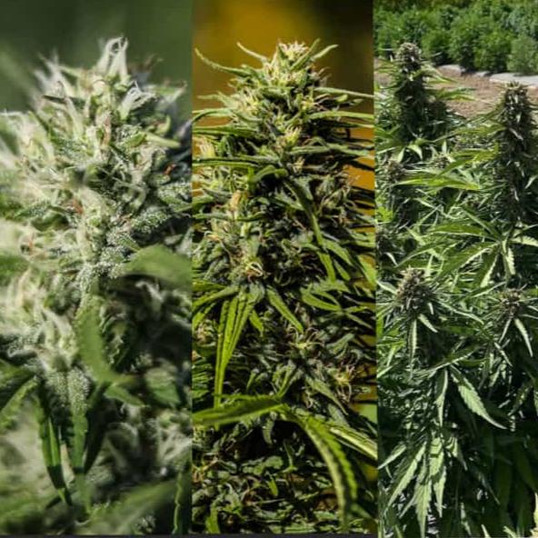 A high CBG seed, a high CBD triploid seed, and a high THCV seed plants growing at GTR.