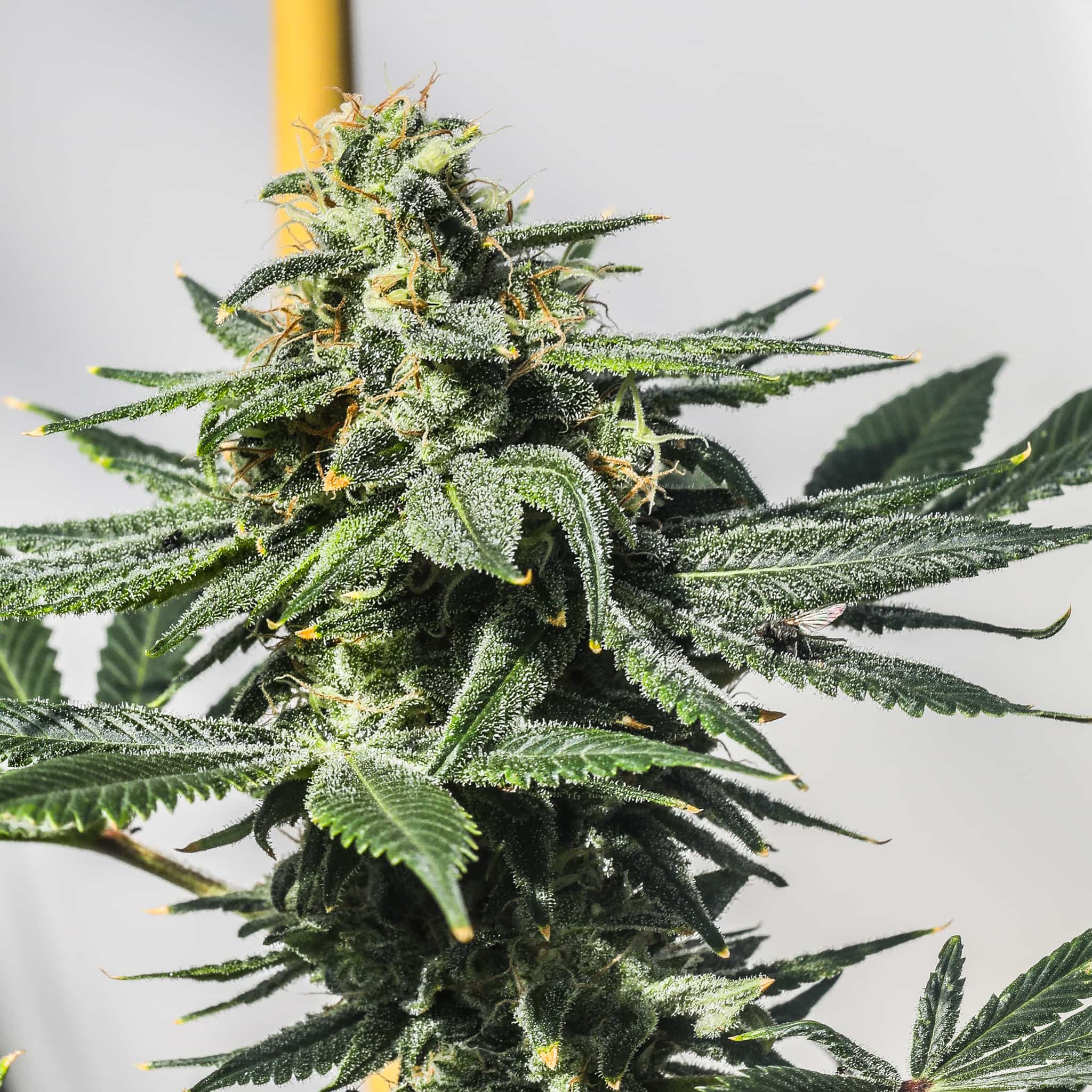 A large, dense, green Bermuda Triangle plant grows from high THC feminized seeds.