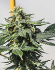A large, dense, green Bermuda Triangle plant grows from high THC feminized seeds.