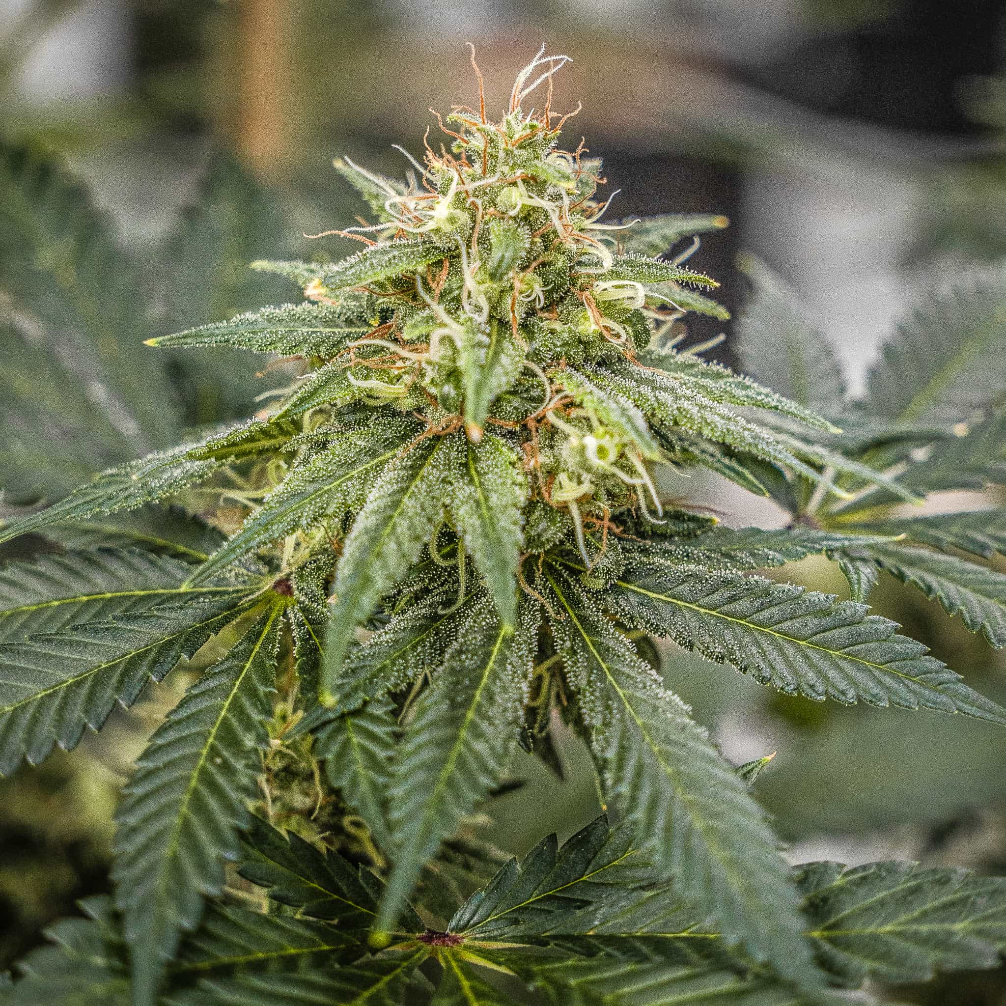 Barnyard High Test - GTR Seeds