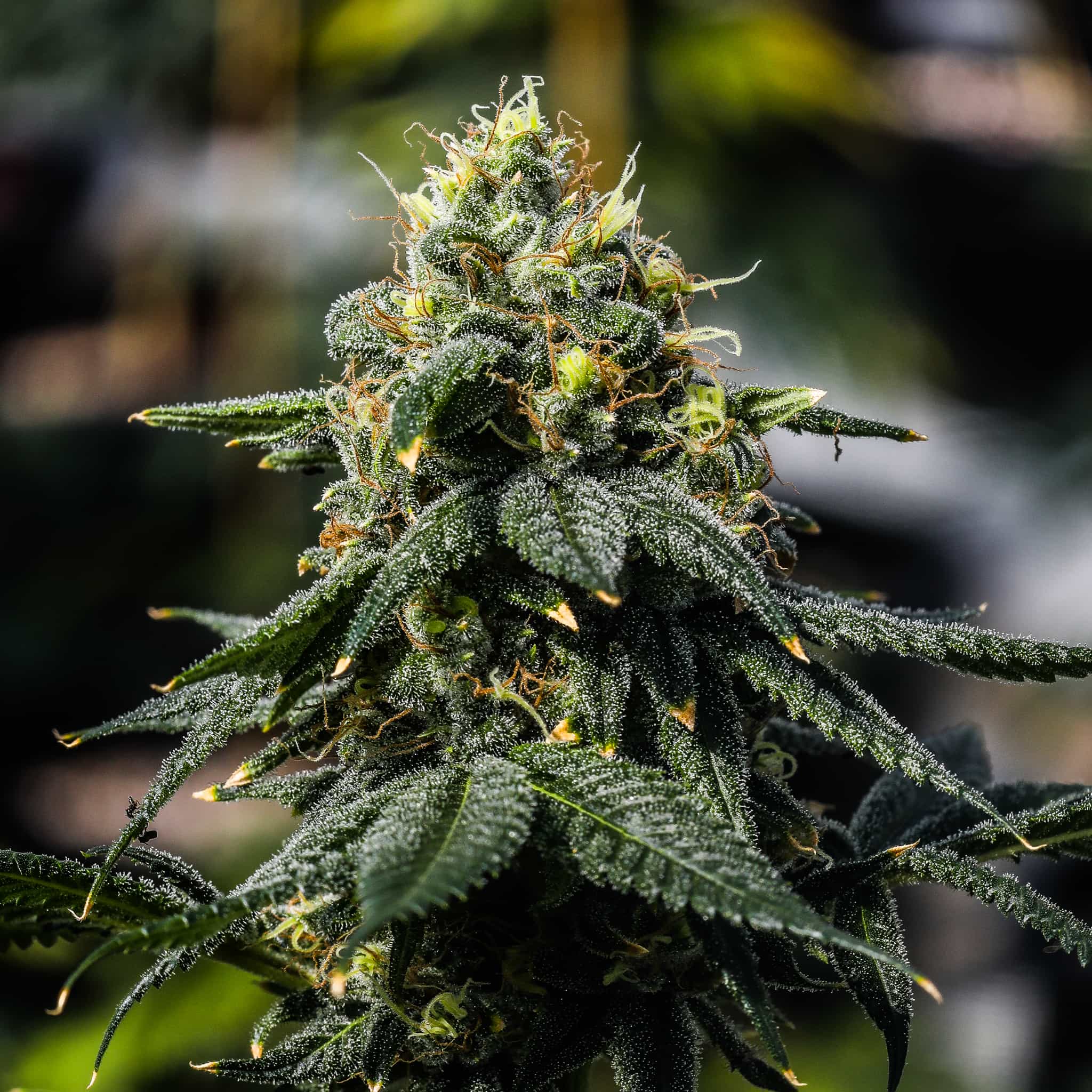 A large dominant Bermuda Triangle flower grows indoors from high THC seeds at GTR.