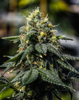 A large dominant Bermuda Triangle flower grows indoors from high THC seeds at GTR.
