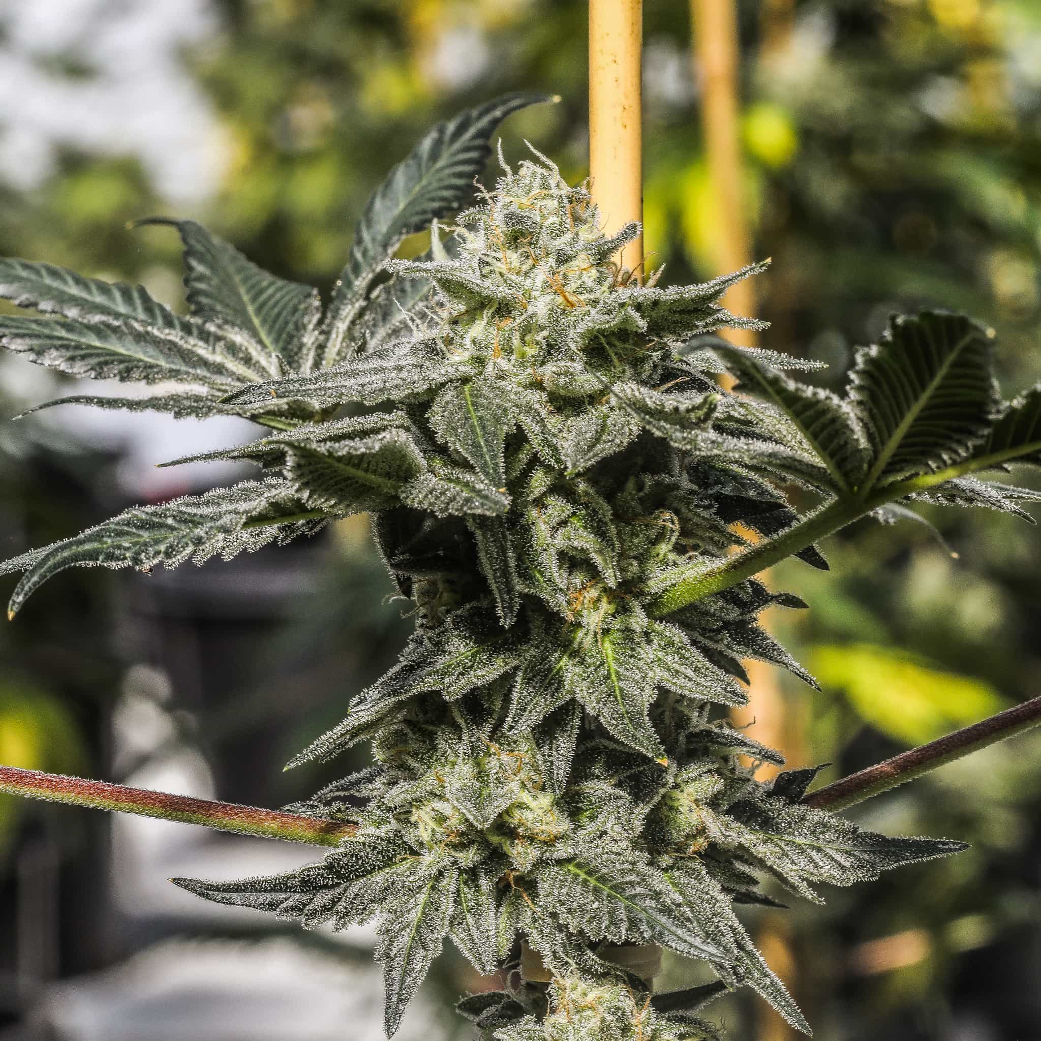 Frosty and dense flowers on a Bermuda Triangle Seedless triploid cannabis plant at GTR Seeds.