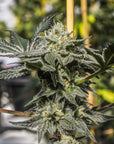 Frosty and dense flowers on a Bermuda Triangle Seedless triploid cannabis plant at GTR Seeds.