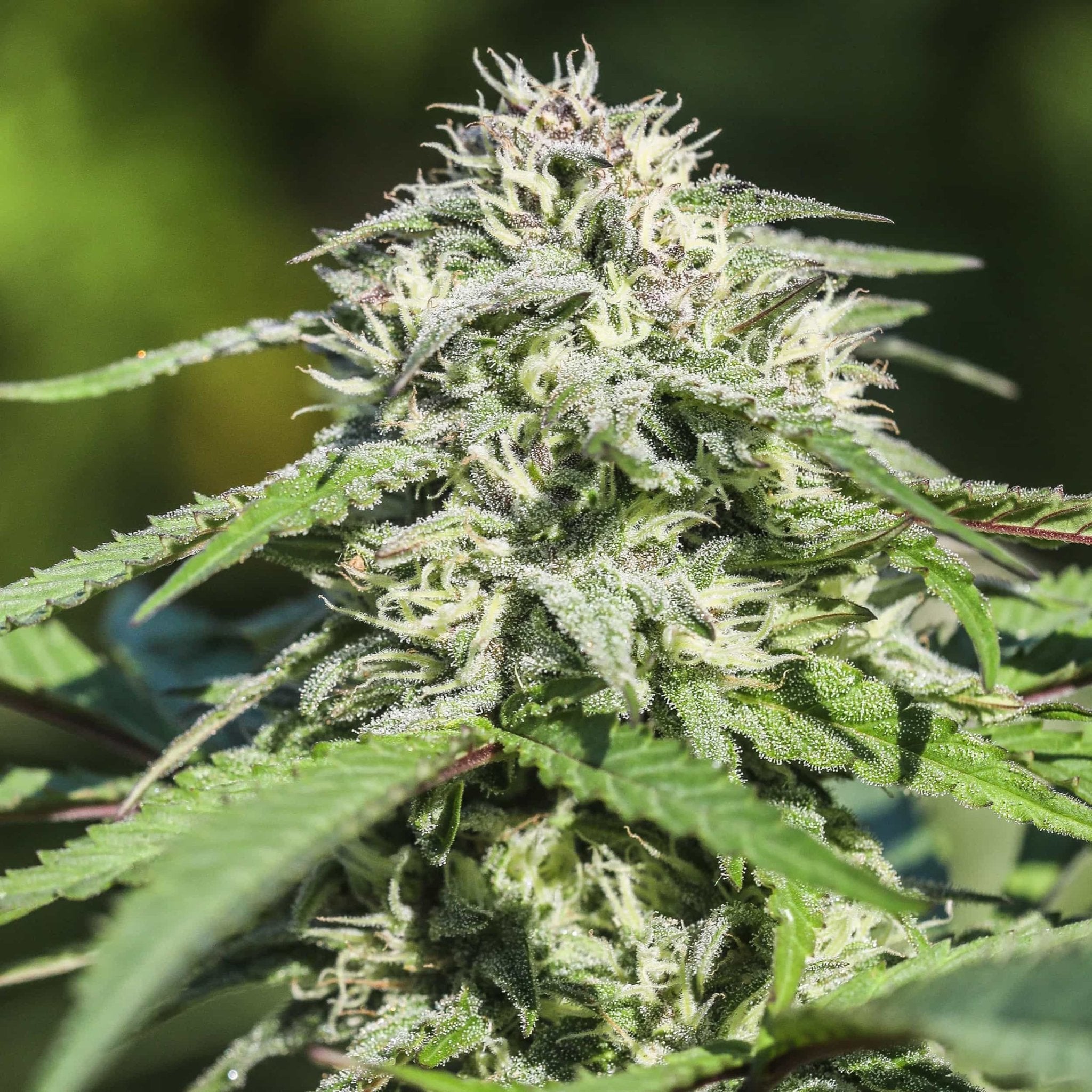 A purple flecked lime green Cakeberry Brulee flower grown outdoors at GTR. Feminized CBD seeds only produce female flowers.