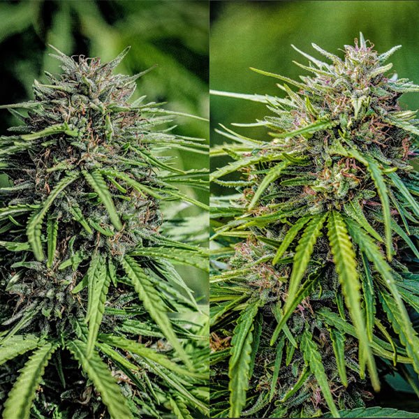 High CBDV Triploid Seed Sampler – GTR Seeds