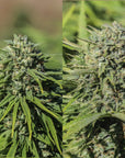 CBGV Discovery Pack - GTR Seeds