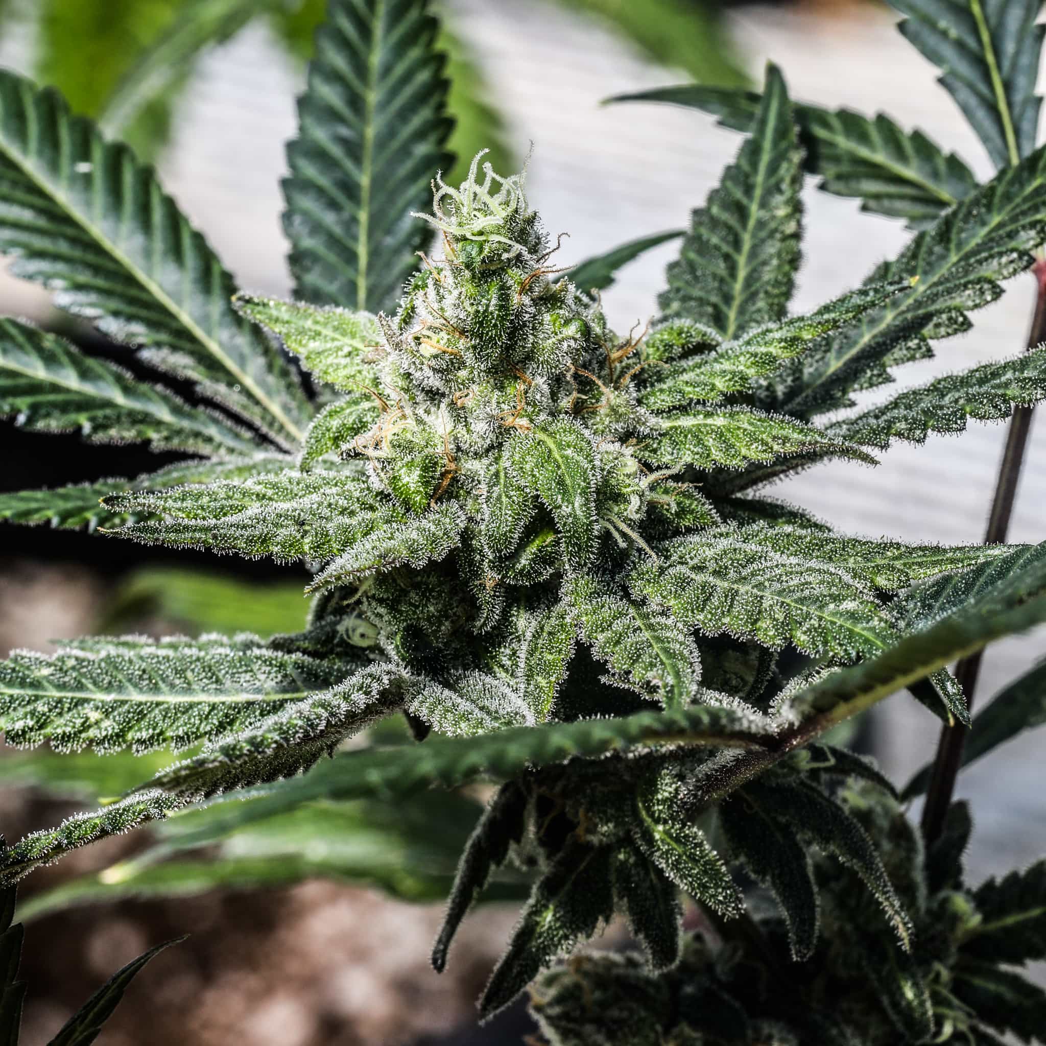 Chem Spill Feminized THC Seeds – GTR Seeds