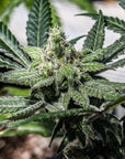 Chem Spill - GTR Seeds