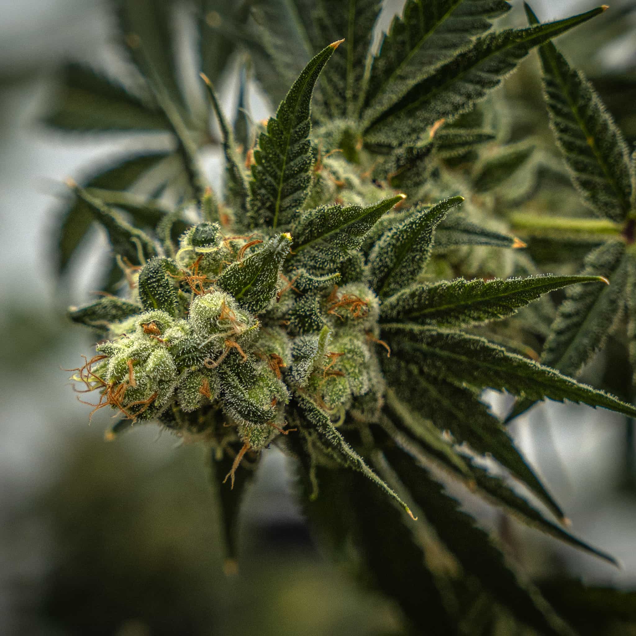 Bright green flowers with orange hairs pop on Chem Spill feminized high THCA seeds from GTR.