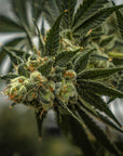 Bright green flowers with orange hairs pop on Chem Spill feminized high THCA seeds from GTR.