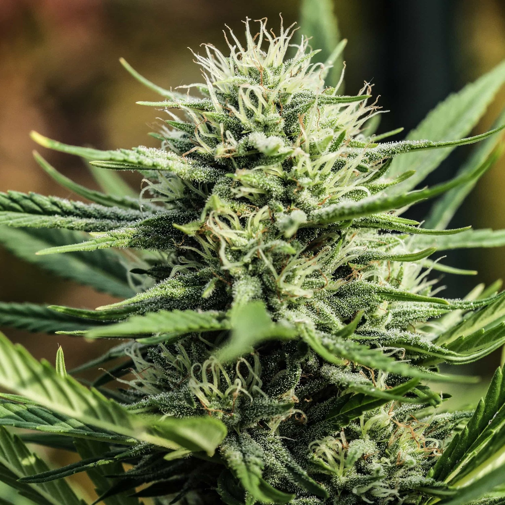 Large white hairs protrude from Chemberry high CBD seeds from GTR.