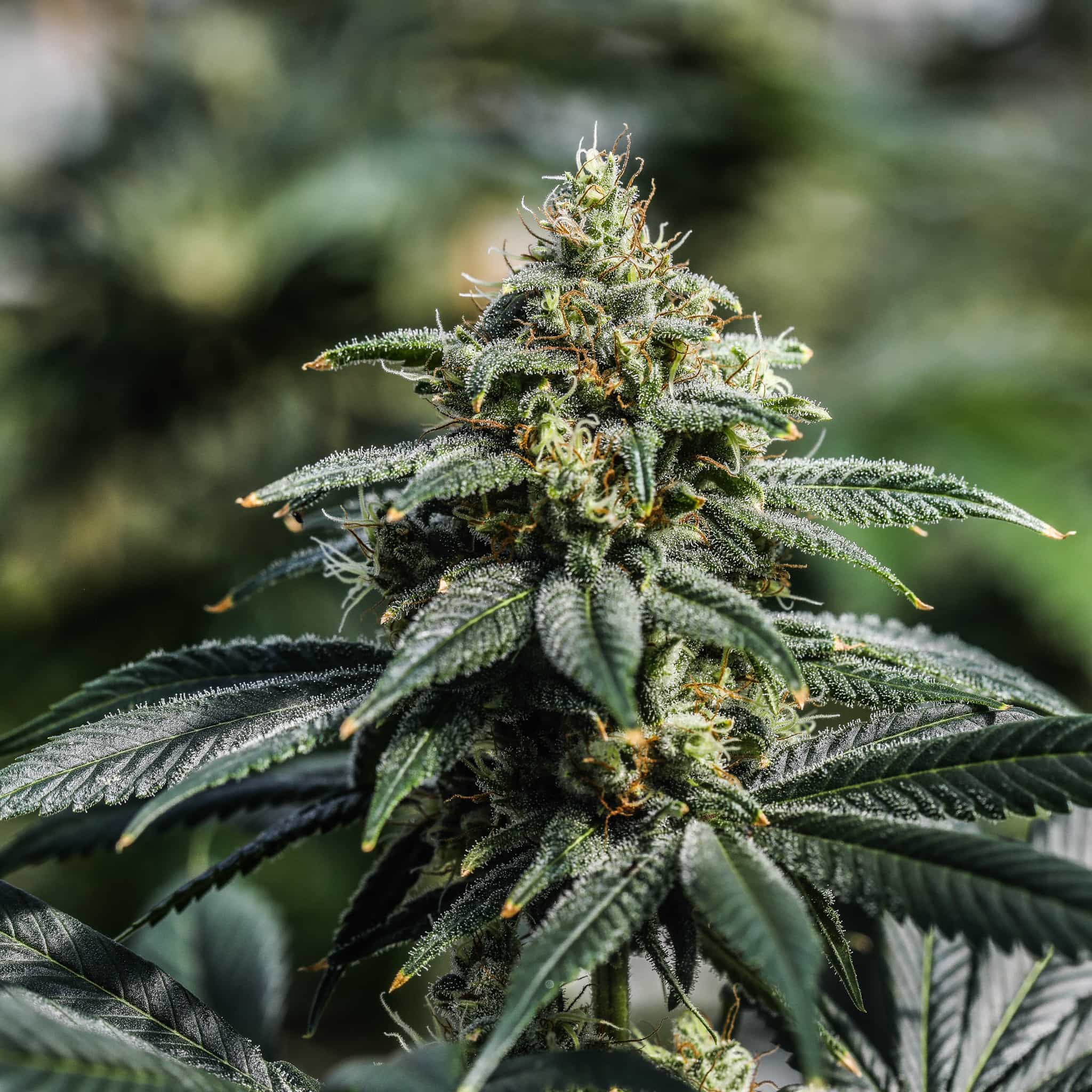 Narrow leaves and a big cola flower on Chem Spill high THCA seeds.