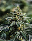 Narrow leaves and a big cola flower on Chem Spill high THCA seeds.