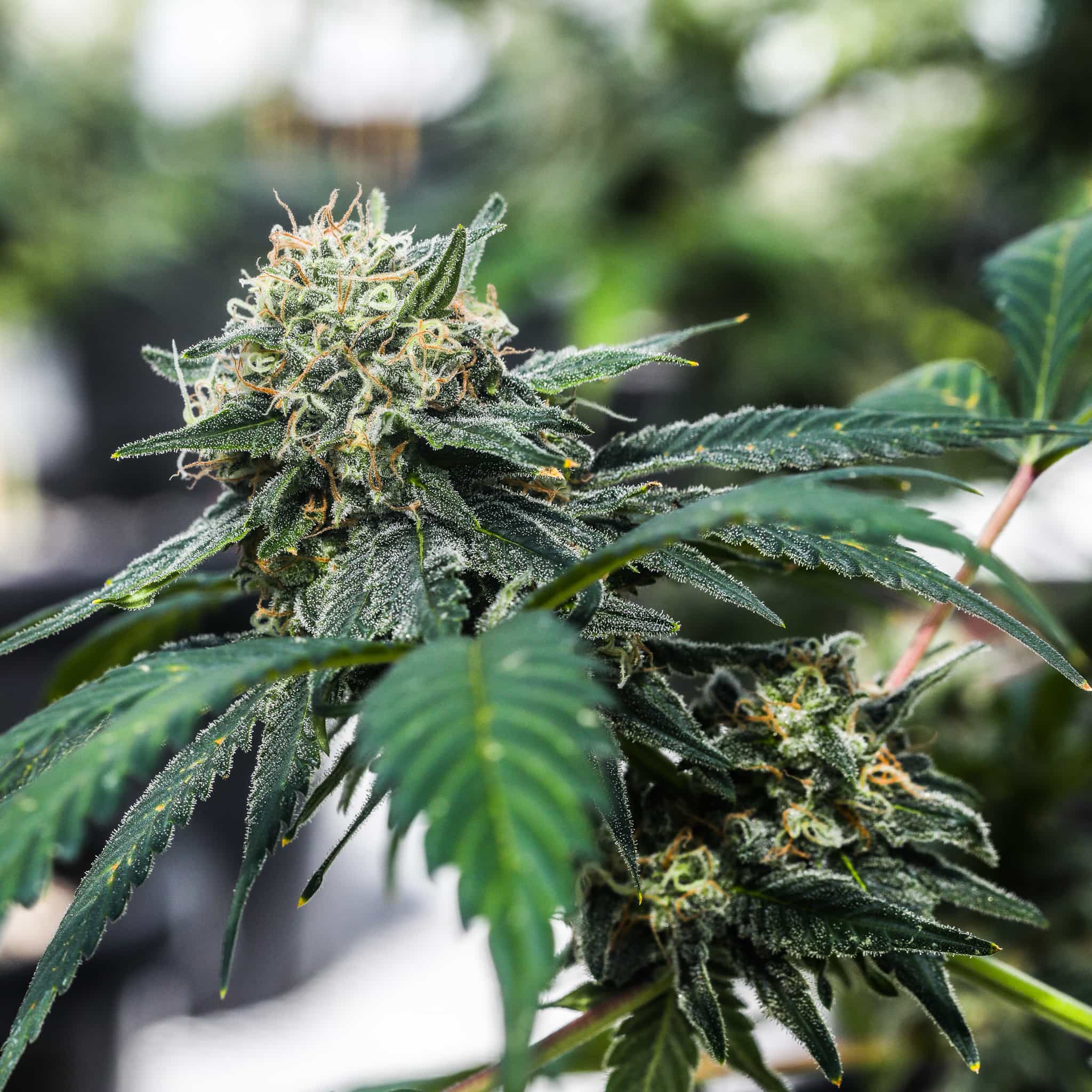 Bulbous  green flowers and orange hairs shine on Citrus Slurp feminized THCA seeds from GTR Seeds.