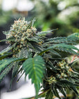 Bulbous green flowers and orange hairs shine on Citrus Slurp feminized THCA seeds from GTR Seeds.