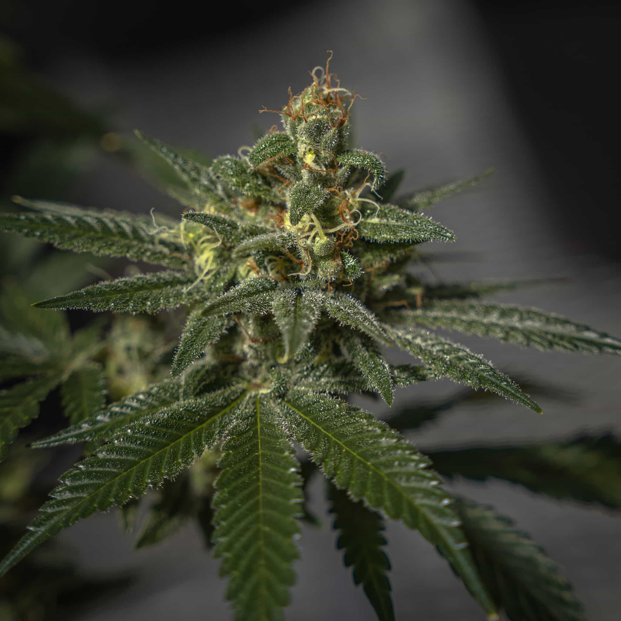 Derailed - GTR Seeds