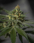 Derailed - GTR Seeds
